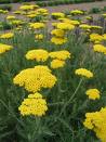 achillea-filipendulina