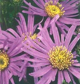 aster