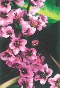 bergenia