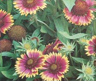 blanket-flower