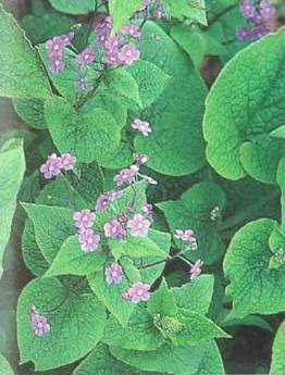 brunnera