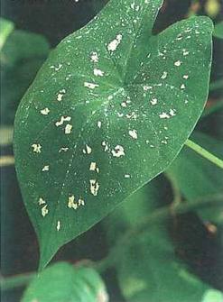 caladium-hibrido