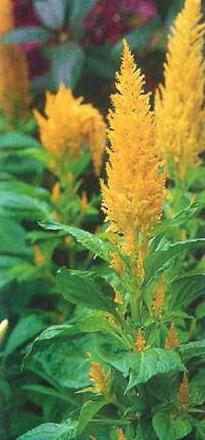 celosia