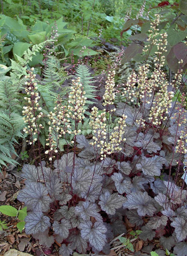 coralbells-heuchera