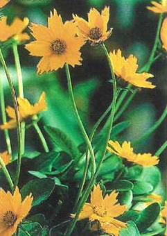 coreopsis