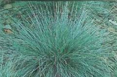 festuca-azul