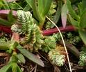 sedum