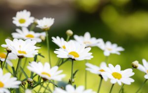 Cultivar e cuidar de margaridas