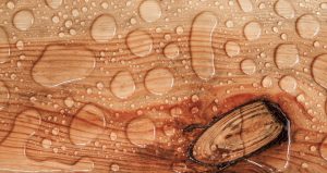 Cuidados ao comprar madeira: Madeira com humidade e outros defeitos