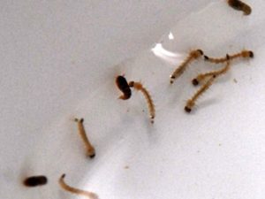 Como Matar Larvas: Estratégias Eficientes para um Lar Limpo