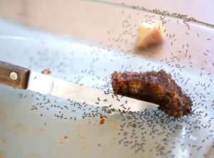 Como Eliminar Formigas  de Casa