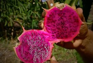 Cultivo de Pitaya: Aprenda a Plantar e Cuidar
